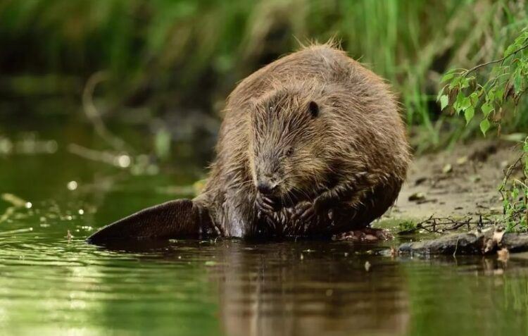 Marco Ansón nos descubre por qué los castores vuelven al rio Tajo después de 2000 años