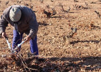 La tradicional labor de poda en vaso se premia en Miguel Esteban