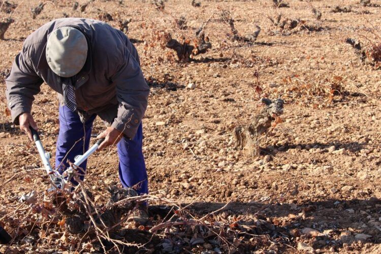 La tradicional labor de poda en vaso se premia en Miguel Esteban
