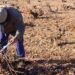 La tradicional labor de poda en vaso se premia en Miguel Esteban