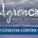 El pedrisco, principal riesgo en nuestros campos, se acentúa con el clima cambiante. Asegura tus cultivos con AgroACM