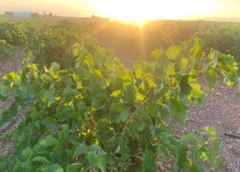 La variedad de la uva Chardonnay marca el inicio de la vendimia 2025 en La Mancha