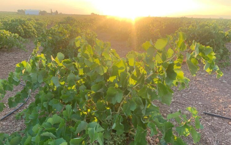 La variedad de la uva Chardonnay marca el inicio de la vendimia 2025 en La Mancha