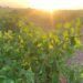 La variedad de la uva Chardonnay marca el inicio de la vendimia 2025 en La Mancha