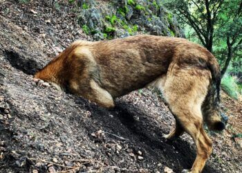 La trufa negra, el tesoro oculto de la Sierra del Segura que descubrimos con “Trufa Experience Riópar”
