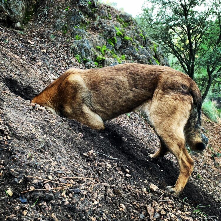 La trufa negra, el tesoro oculto de la Sierra del Segura que descubrimos con “Trufa Experience Riópar”