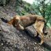 La trufa negra, el tesoro oculto de la Sierra del Segura que descubrimos con “Trufa Experience Riópar”